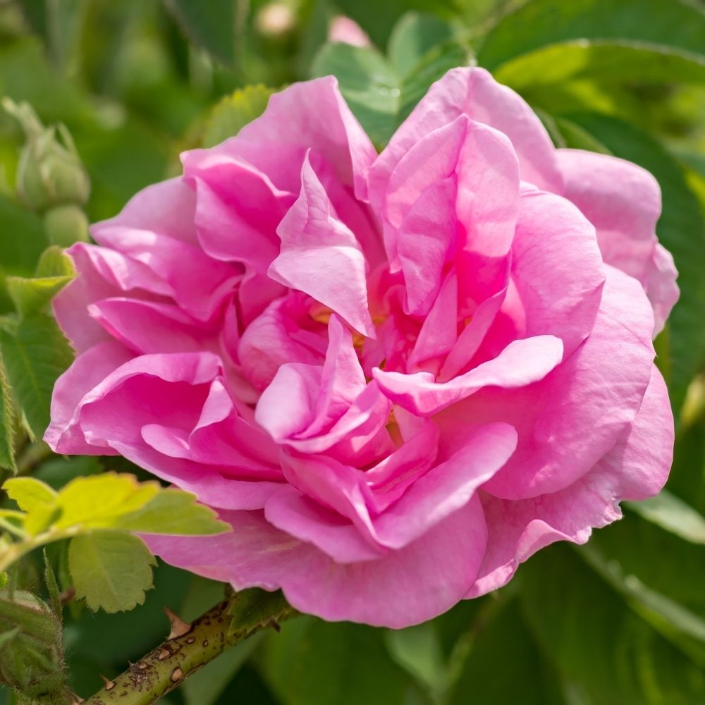 Rosier ancien de Damas TRIGINTIPETALA Kanzanlik (1689) main product photo