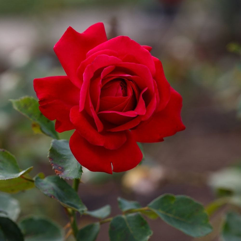 Rosier buisson DAME DE CŒUR main product photo