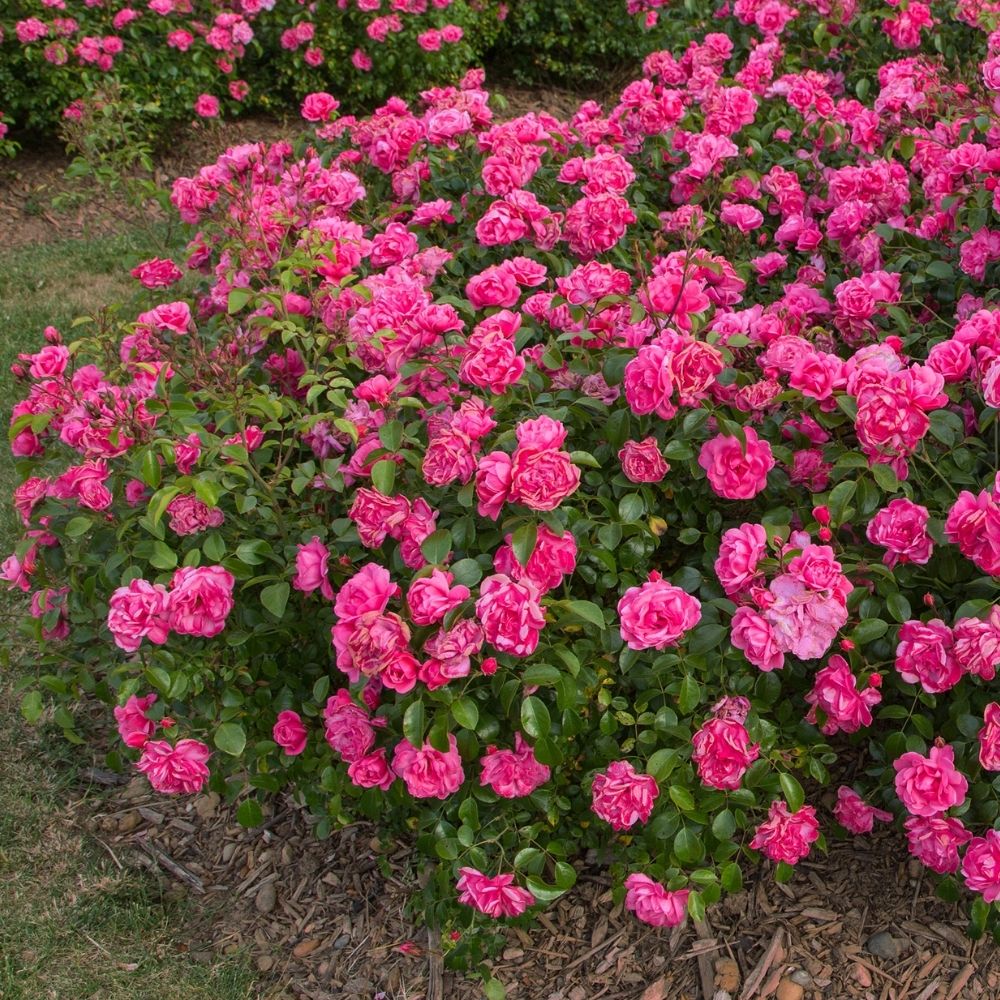 Rosier buisson Pink MEILOVE ® Meikifunk main product photo