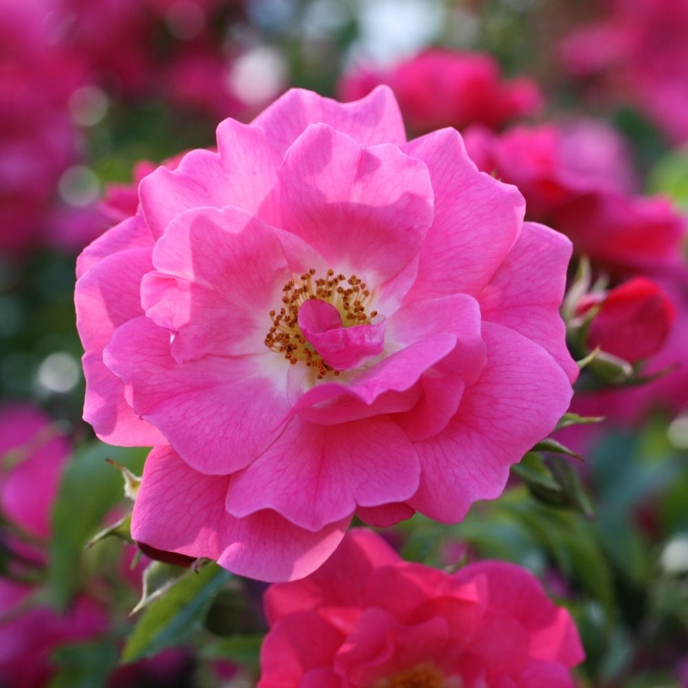 Rosier de Provins - Rosa gallica Officinalis main product photo