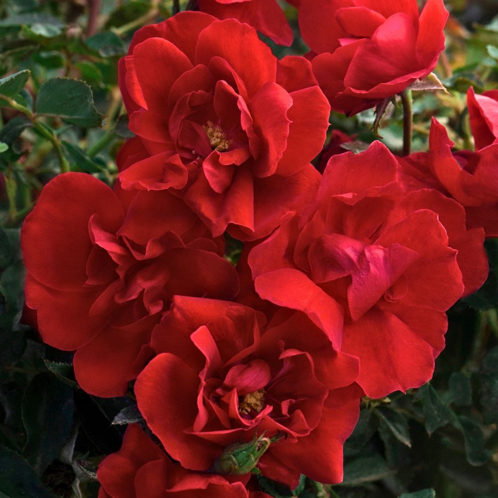 Rosier demi-tige MOULIN ROUGE ® Meitraligh main product photo