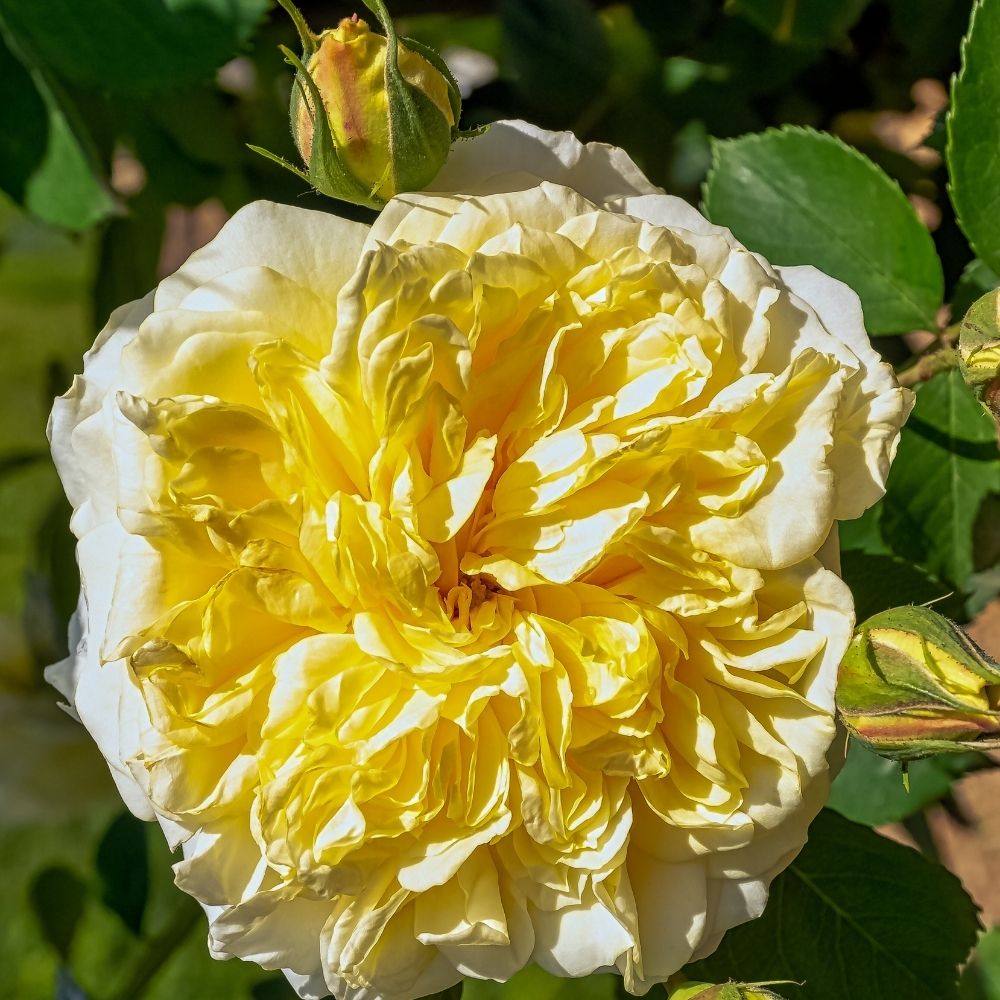 Rosier grimpant liane Albéric Barbier main product photo