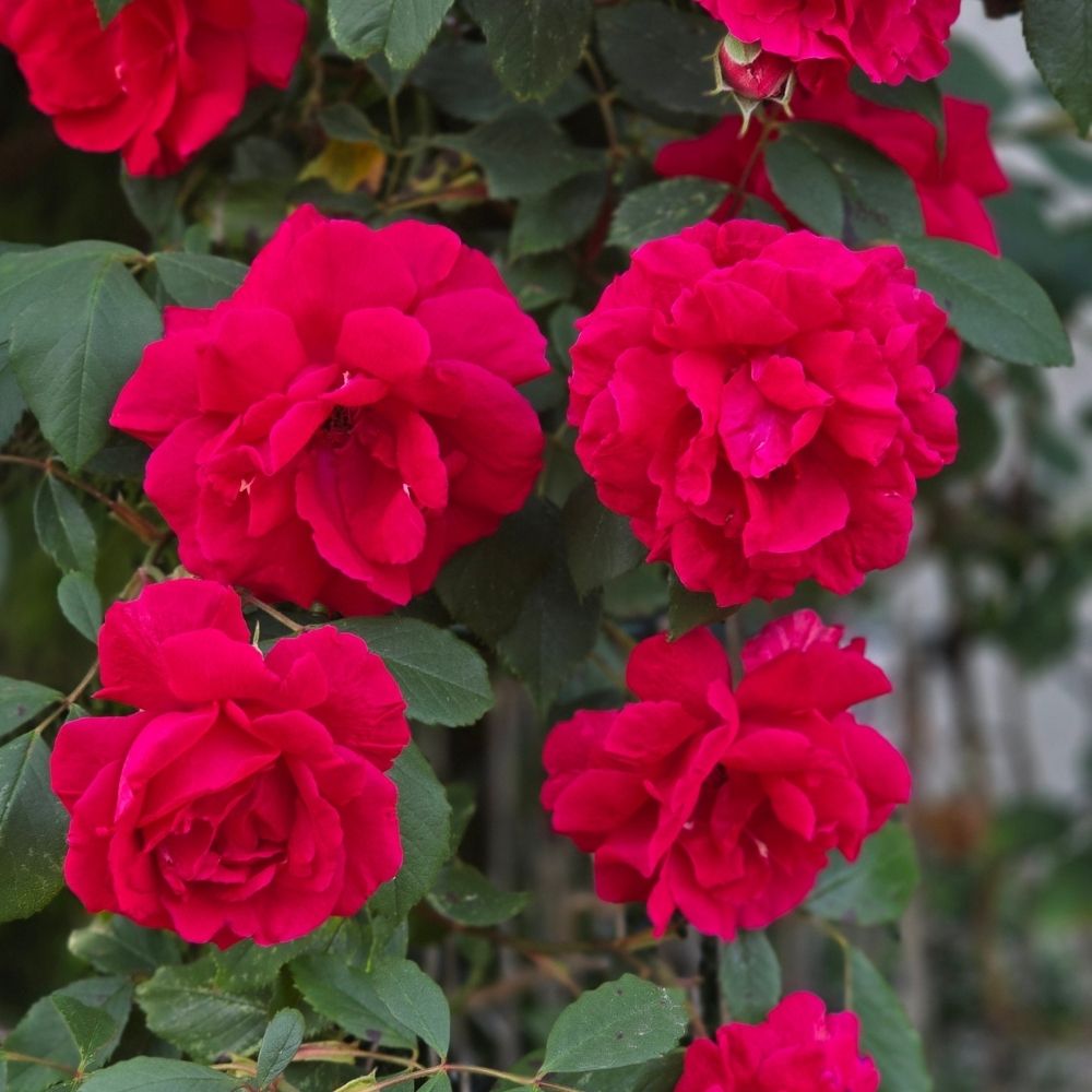 Rosier liane Guirlande fleurie main product photo