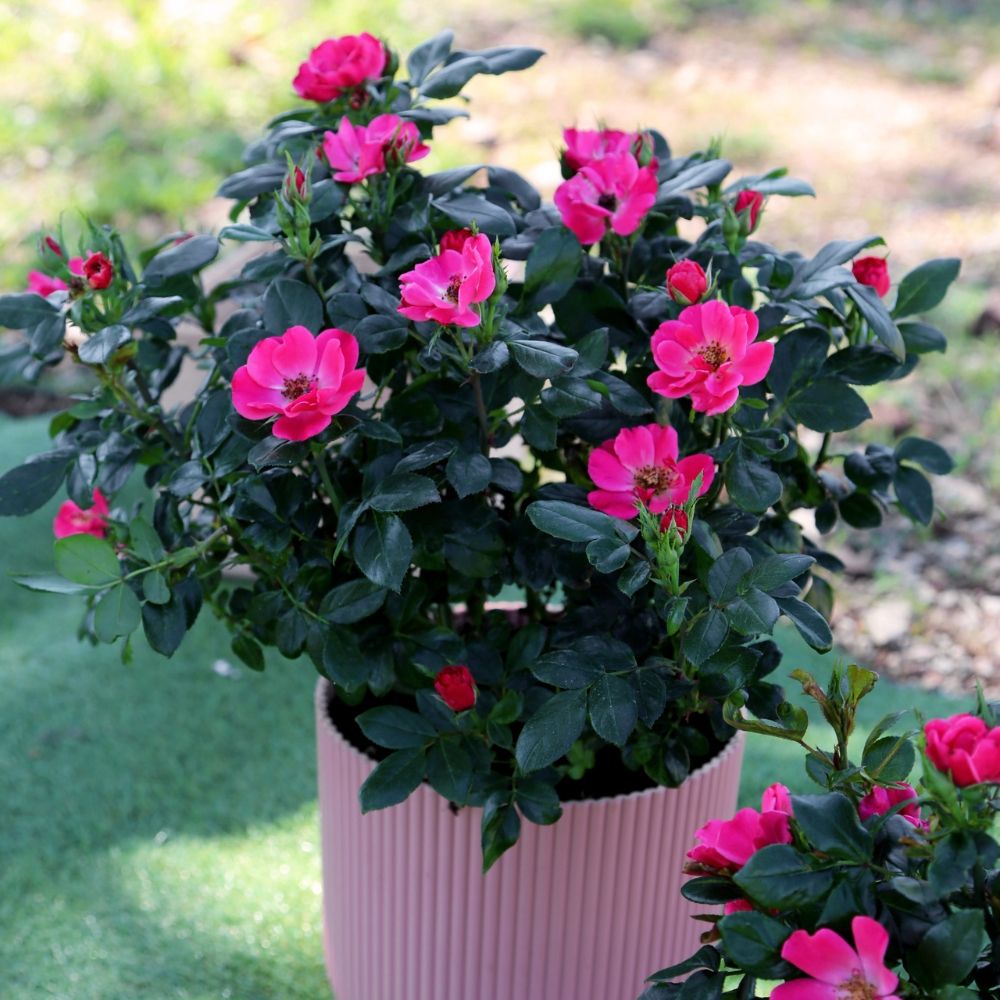 Rosier miniature Zepeti Pink Glow main product photo