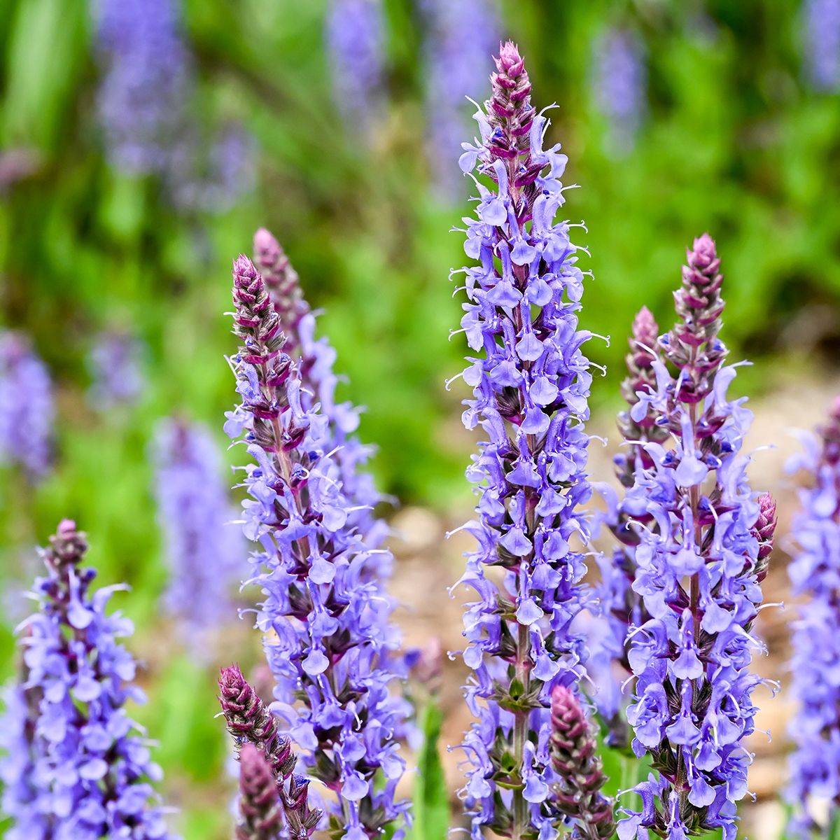 Salvia nemorosa Blauhügel, Sauge des bois main product photo