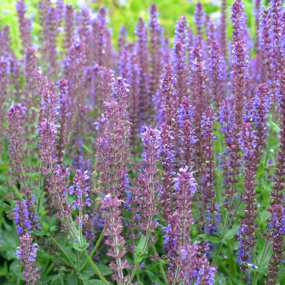 Salvia nemorosa Ostfriesland, Sauge des bois main product photo