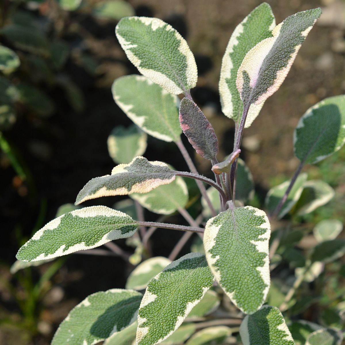 Sauge officinale Tricolor main product photo