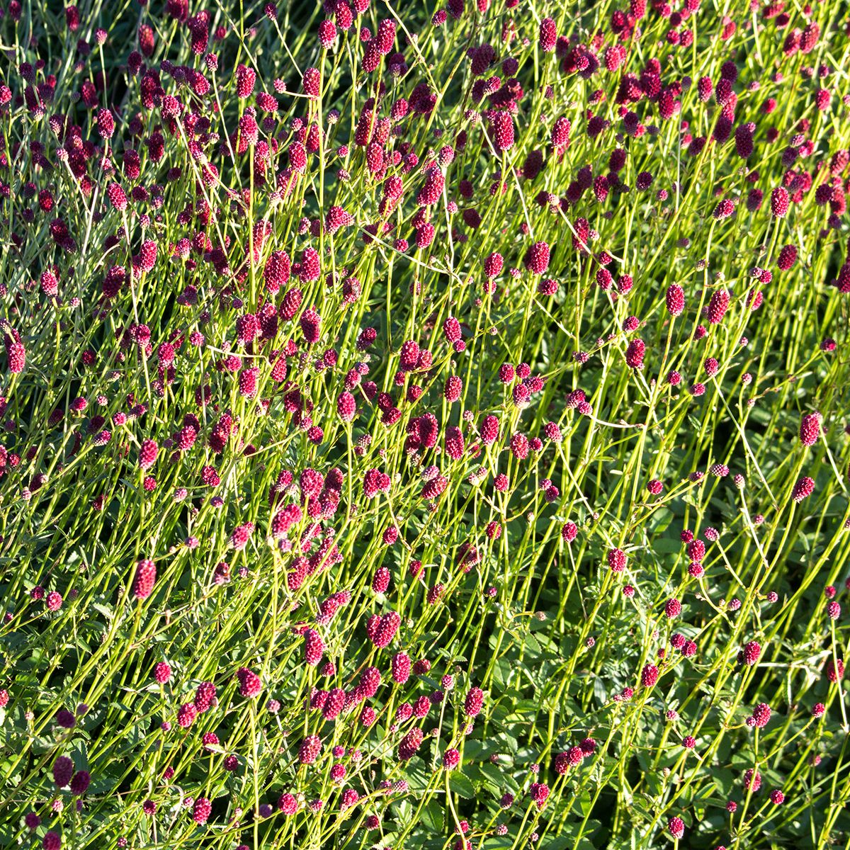 Sanguisorba Tanna, Grande Pimprenelle main product photo