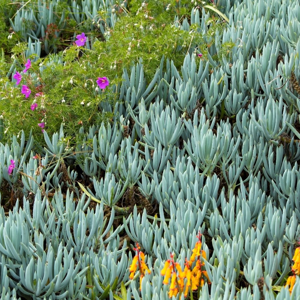 Senecio Blue Chalk main product photo