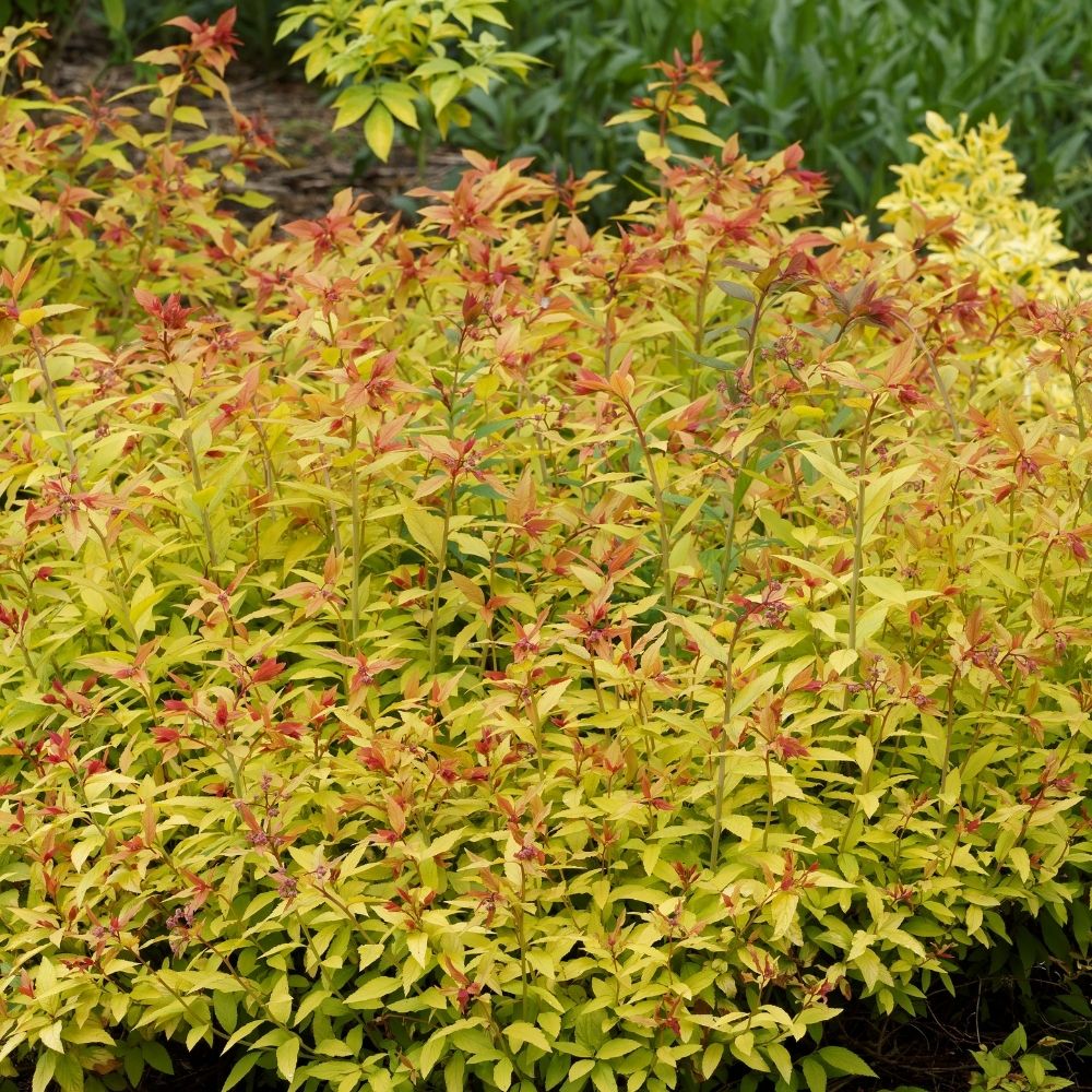 Spirée japonaise Little Flame main product photo