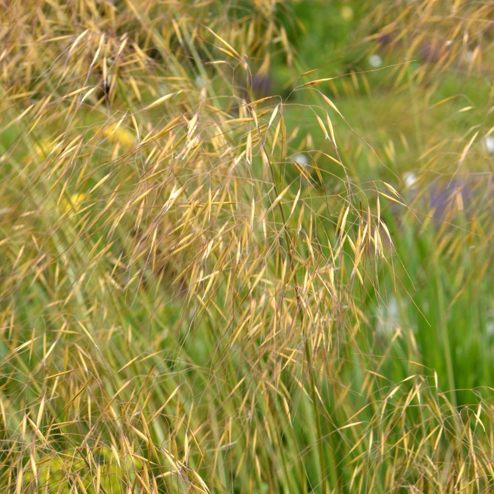 Stipa gigantea main product photo