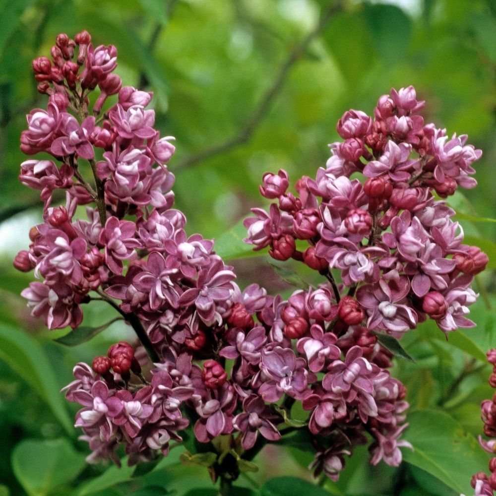 Lilas commun double Paul Thirion main product photo