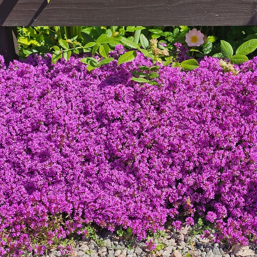 Thym precoce Coccineus main product photo