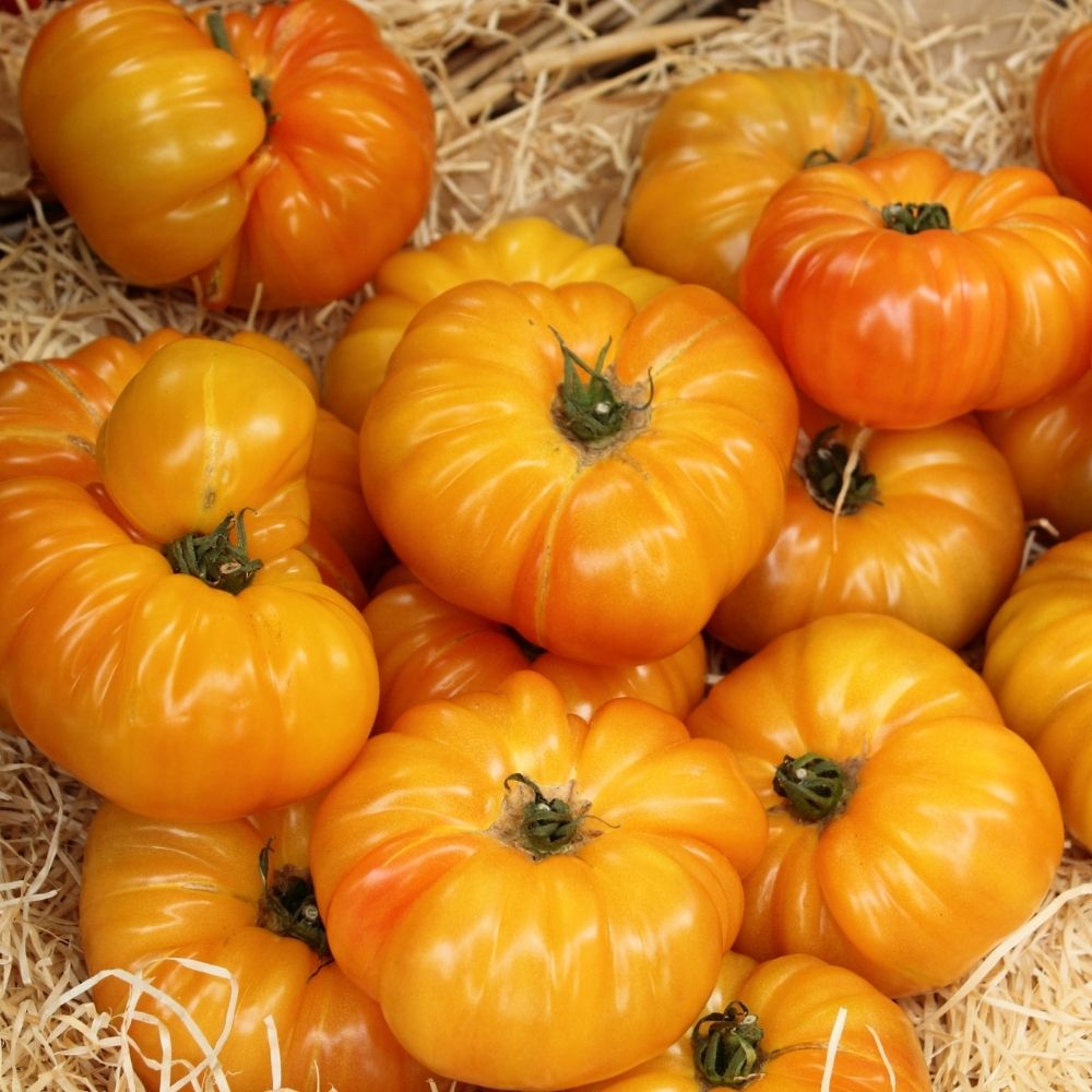 Tomate Ananas BIO main product photo