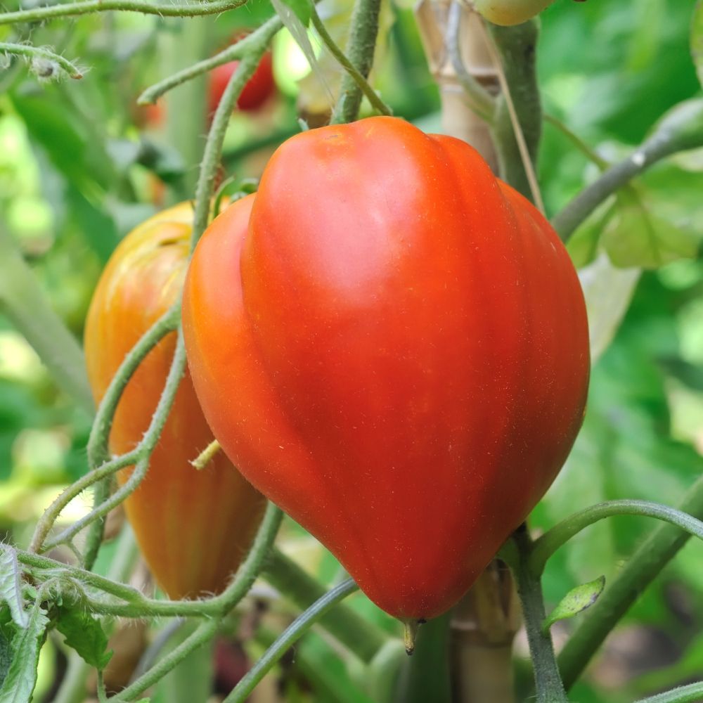 Tomate Cuor di Bue (Cœur de Bœuf) BIO main product photo