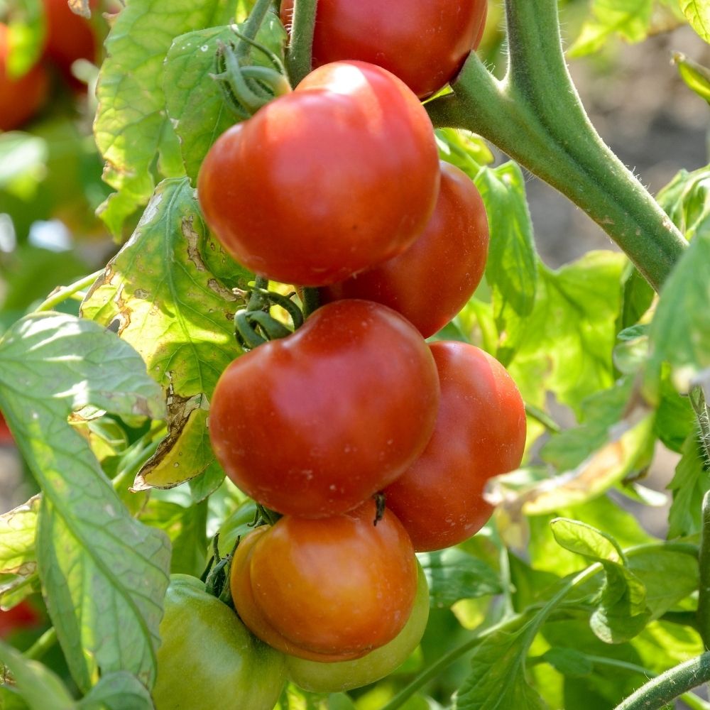 Tomate Fournaise Hybride F1 main product photo