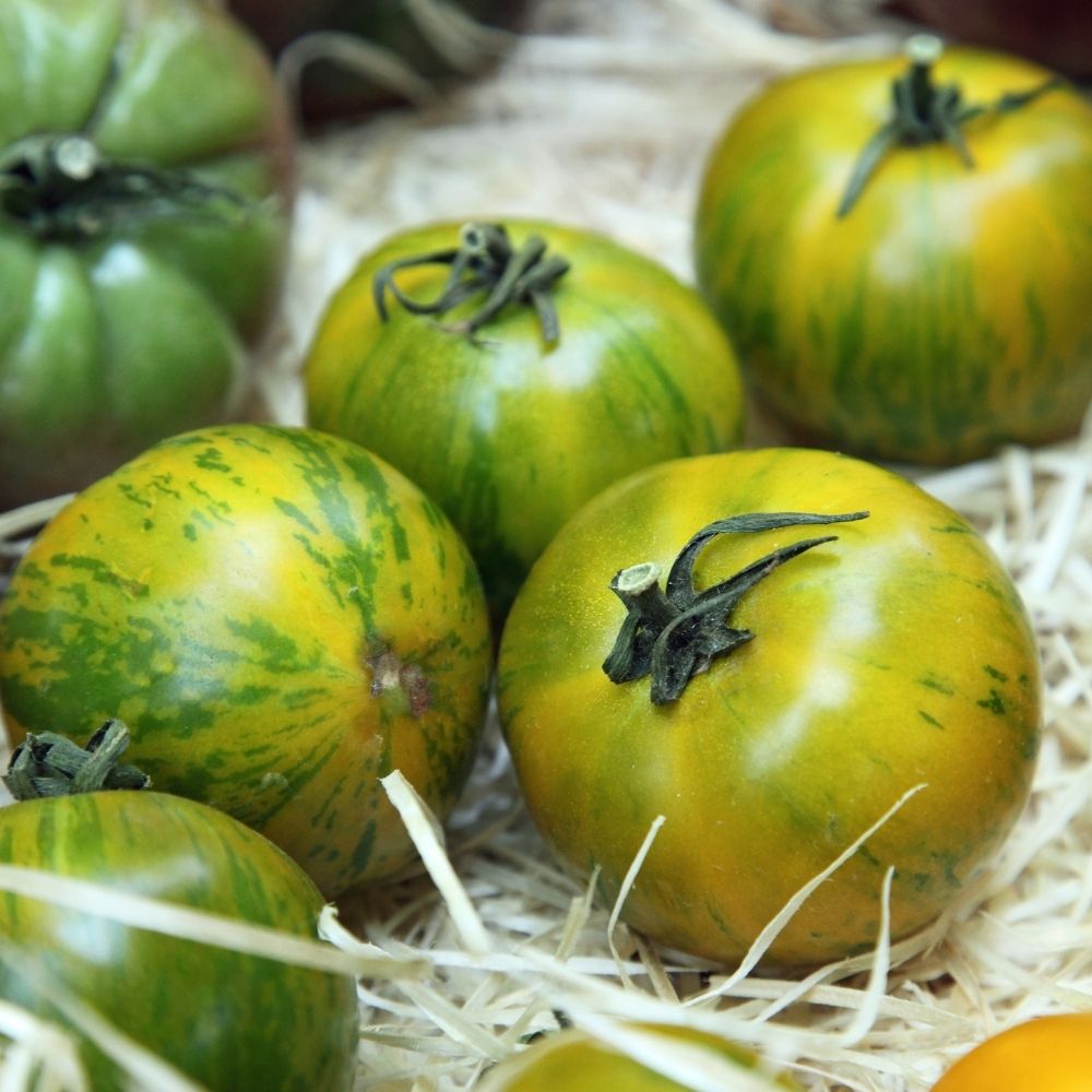 Tomate Green Zebra BIO main product photo