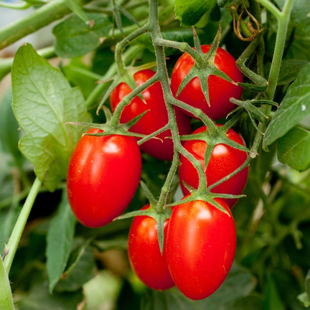 Tomate Roma V.F. BIO main product photo