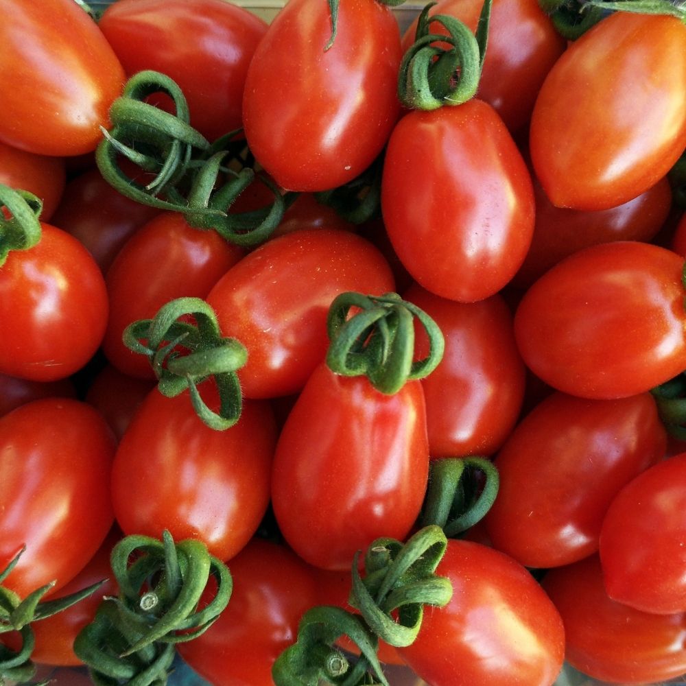 Tomate Roma V.F main product photo