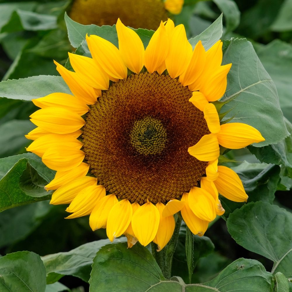 Tournesol à fleur géante main product photo