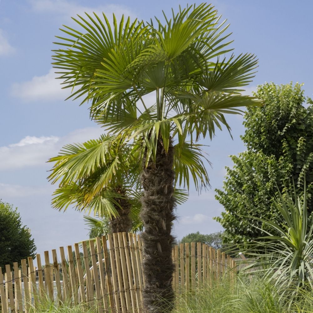 Palmier Trachycarpus fortunei ou Trachycarpus excelsa main product photo