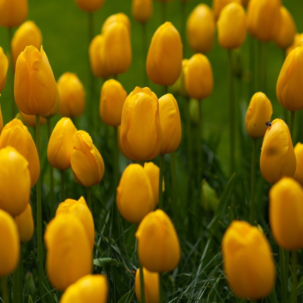 Tulipe simple Roi du Midi main product photo