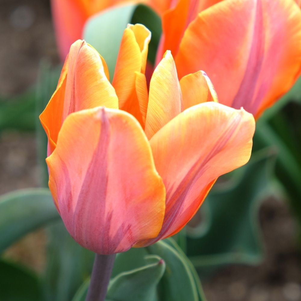 Tulipe Triomphe Princesse Irène main product photo