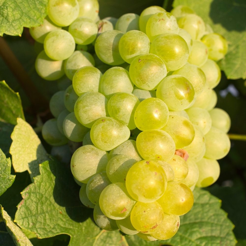 Vigne de table Chasselas Doré main product photo