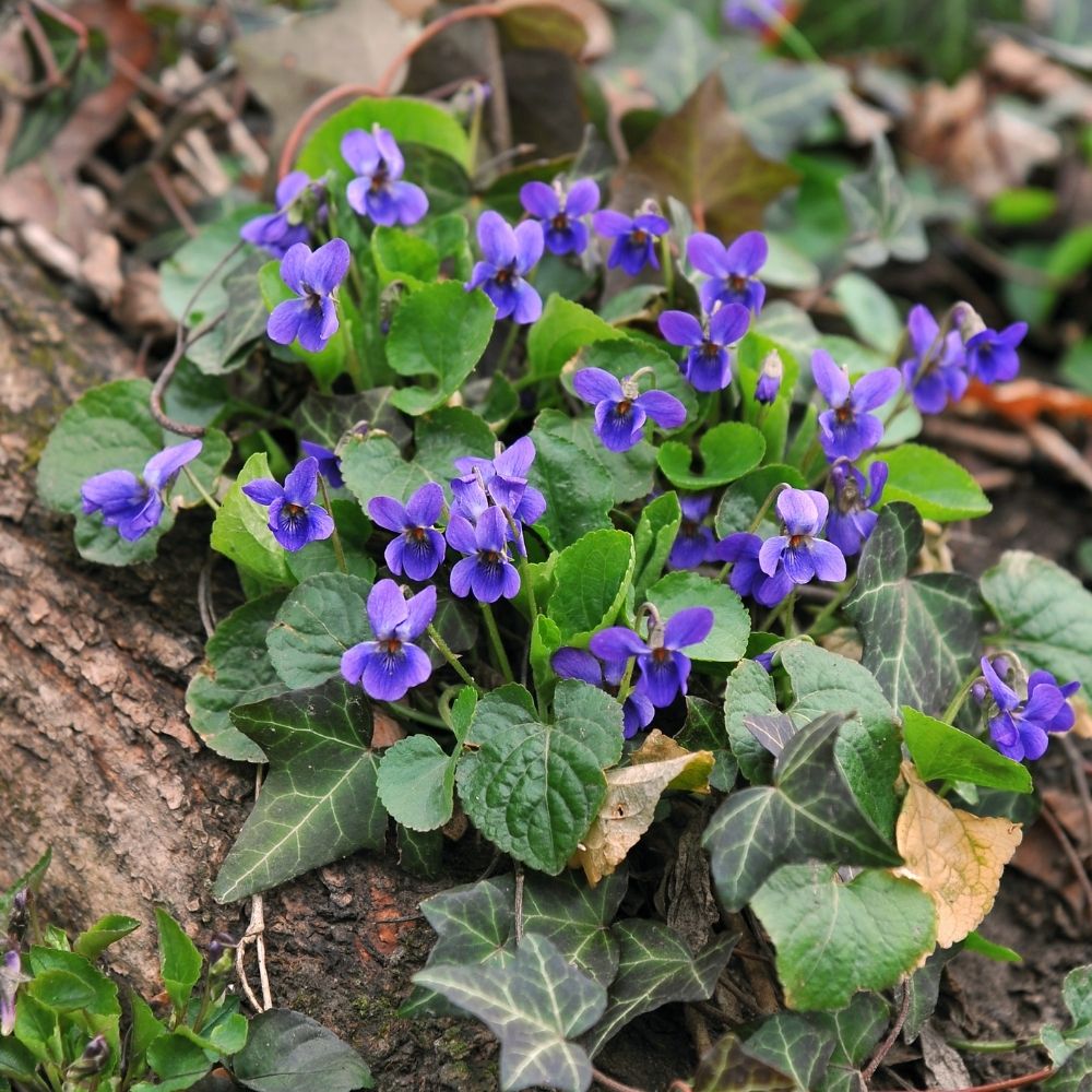 Violette odorante main product photo