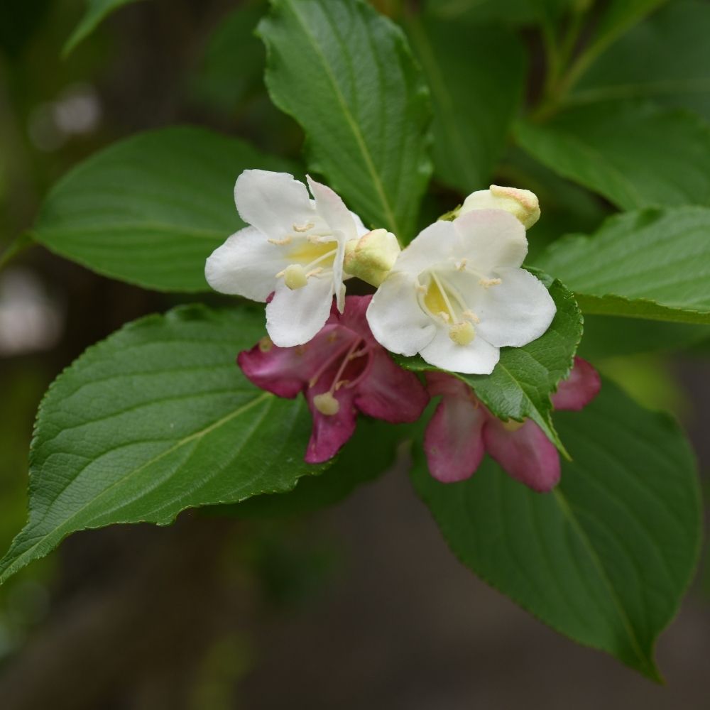 Weigelia Marjorie main product photo