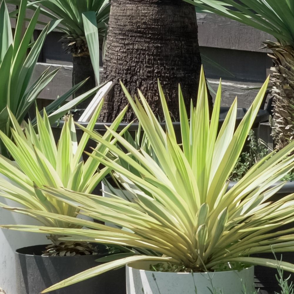 Yucca Bright Star - Yucca panaché main product photo