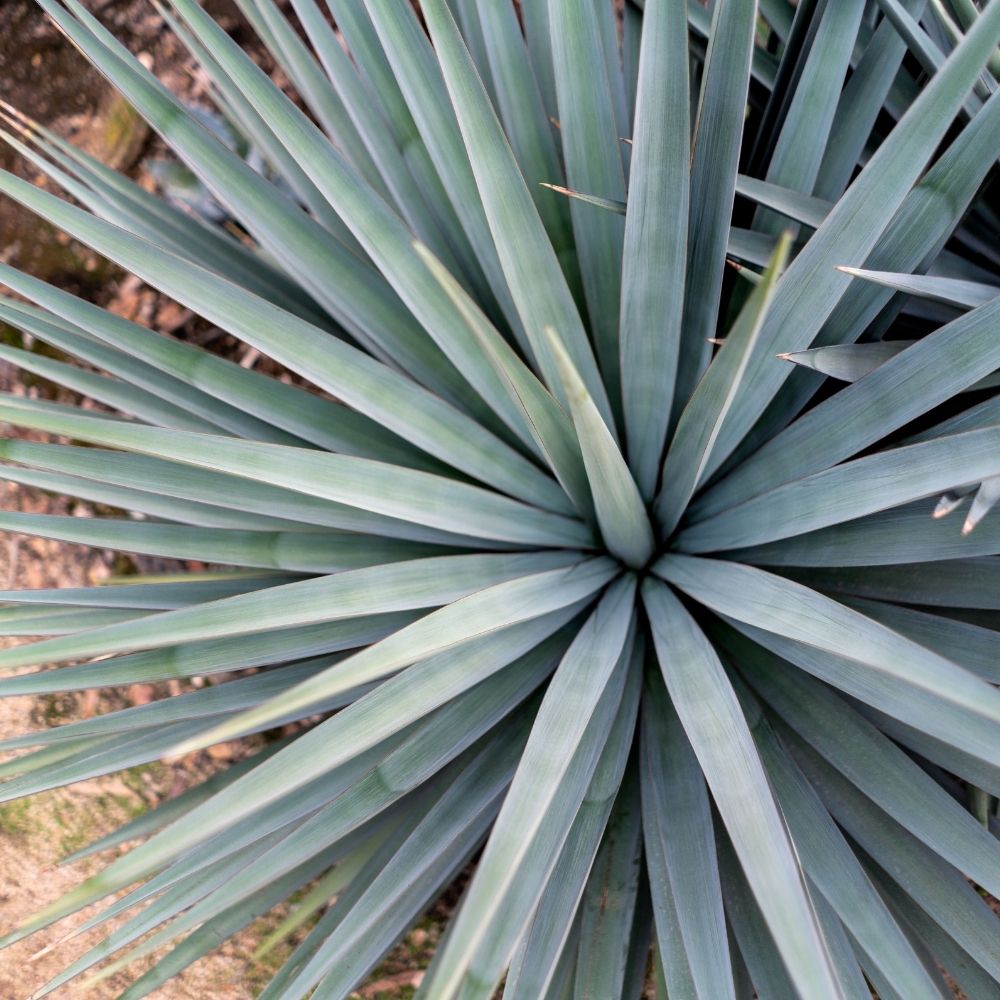 Yucca hybride French Flag main product photo