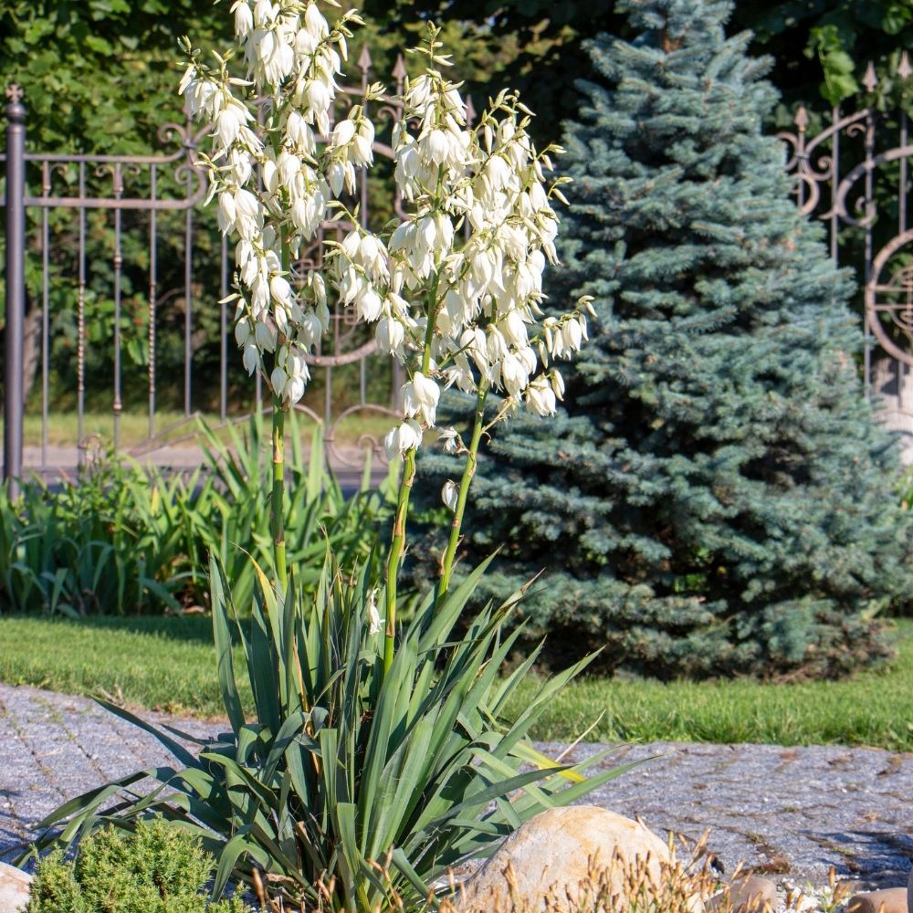 Yucca filamentosa main product photo