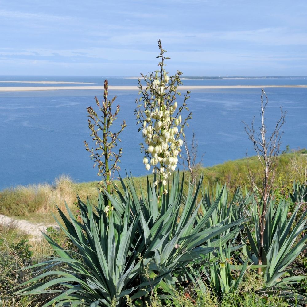Yucca gloriosa - Dague espagnole main product photo