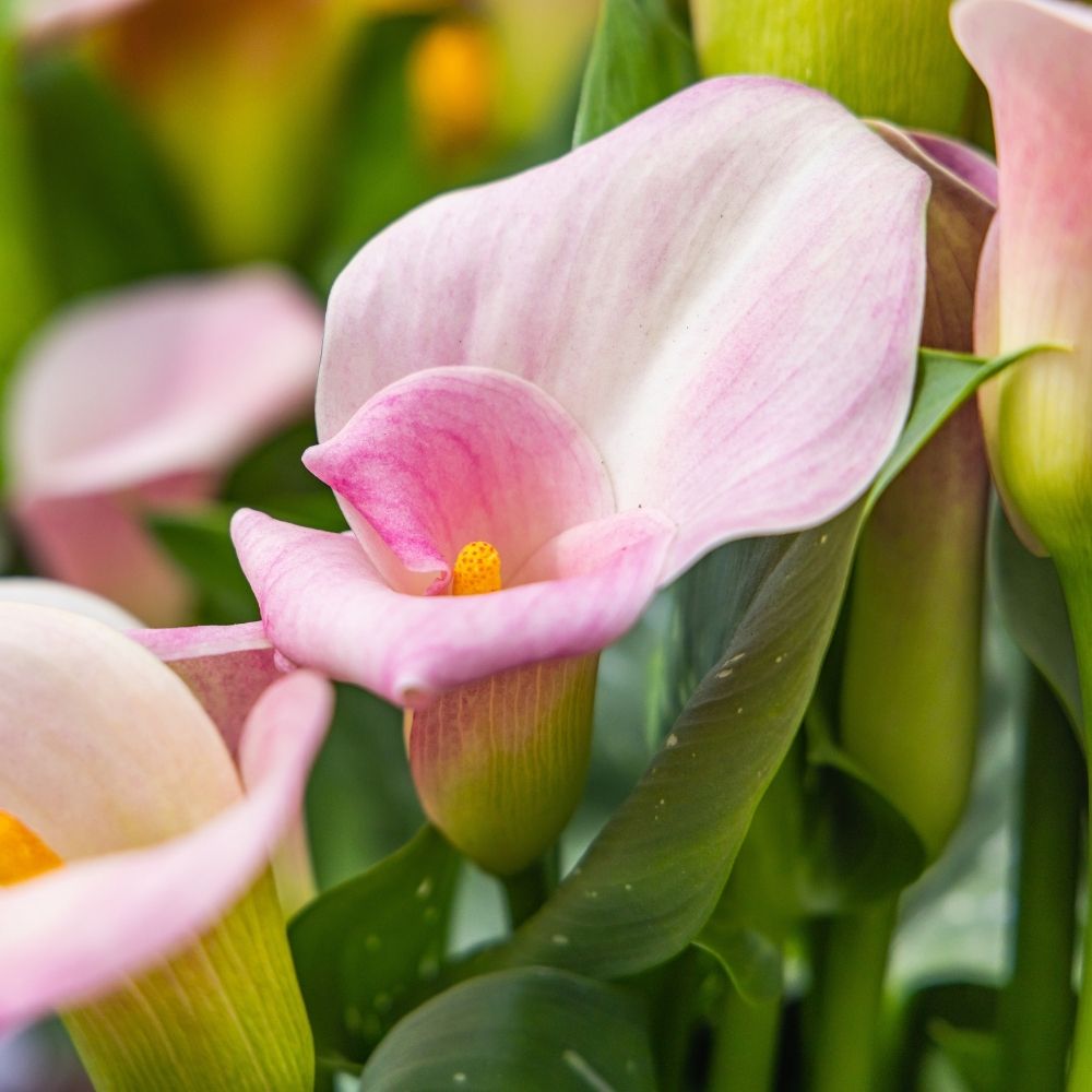 Arum d'Ethiopie Pink Flamingo main product photo