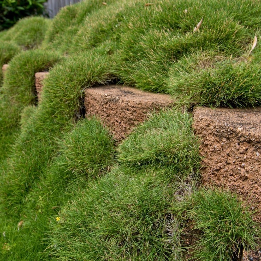Zoysia tenuifolia, Gazon des Mascareignes main product photo