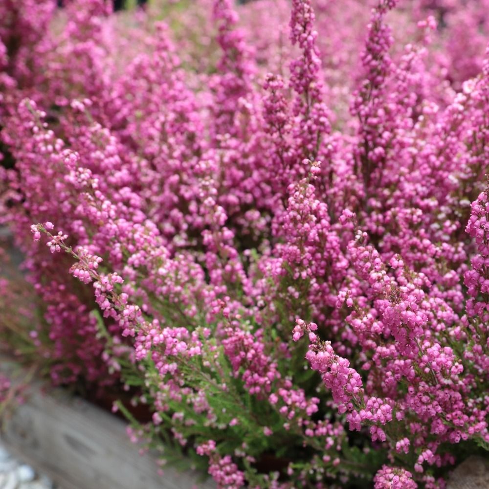 Bruyère ou Erica gracilis BEAUTY QUEEN main product photo