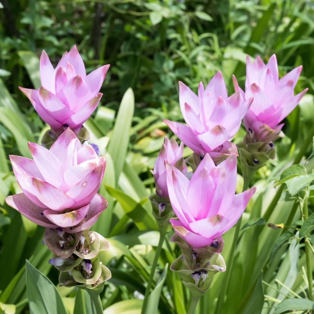 Curcuma alismatifolia main product photo