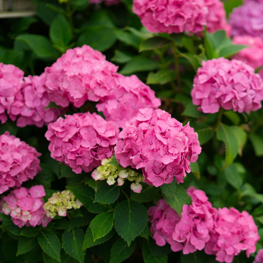 Hortensia ou Hydrangea macrophylla Sybilla main product photo