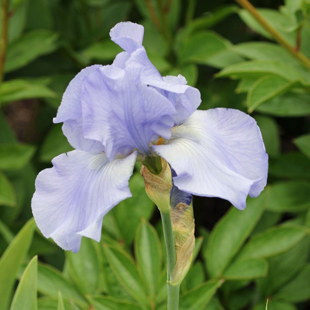 Iris à grandes fleurs Crystal Blue main product photo