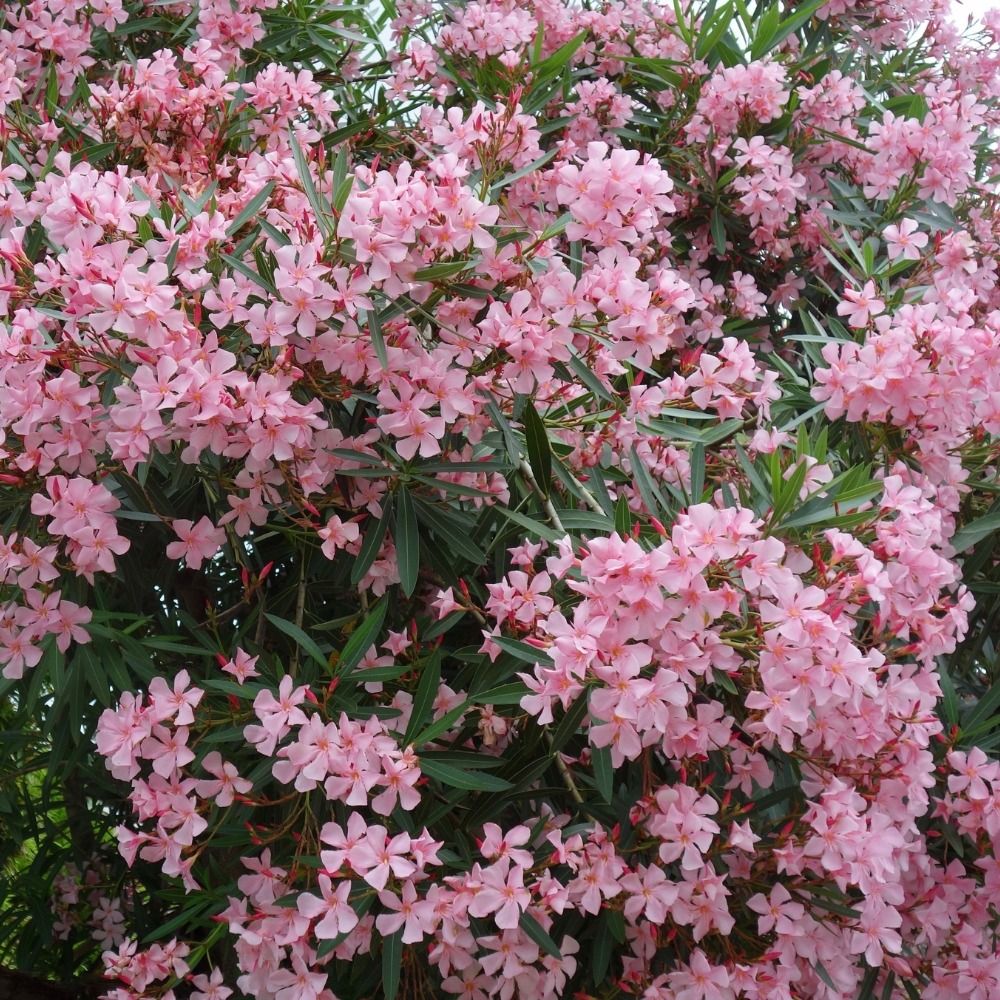 Laurier-rose ou Nerium oleander Magaly main product photo