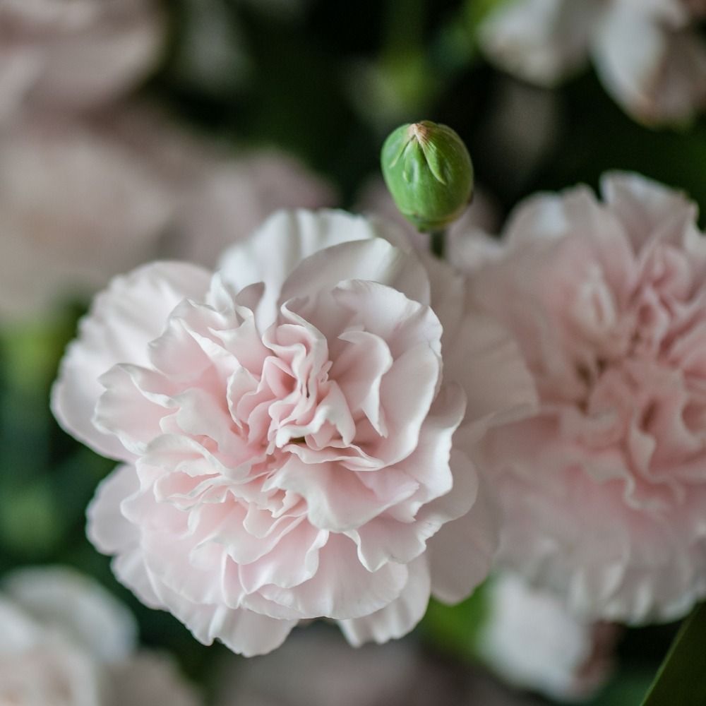 Oeillet anglais Widecombe Fair, oeillet mignardise ou Dianthus plumarius main product photo