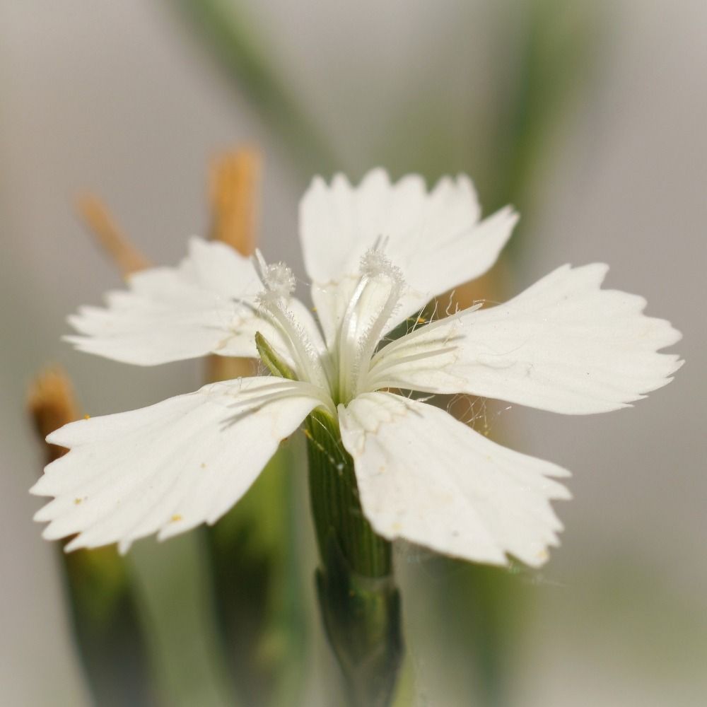 Oeillet à delta blanc ou Dianthus deltoides main product photo