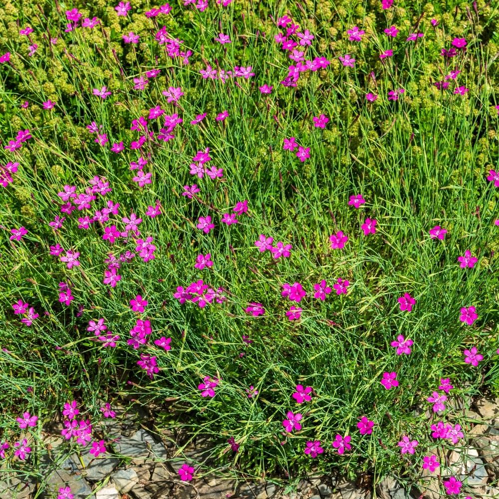 Oeillet à delta rose ou Dianthus deltoides main product photo