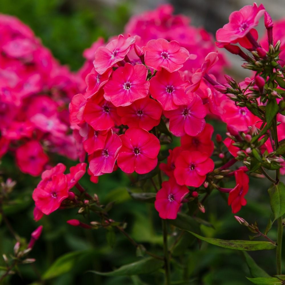 Phlox paniculata 'Tenor' main product photo