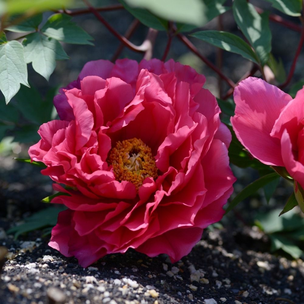 Pivoine Arbustive ou Paeonia suffruticosa Kao main product photo