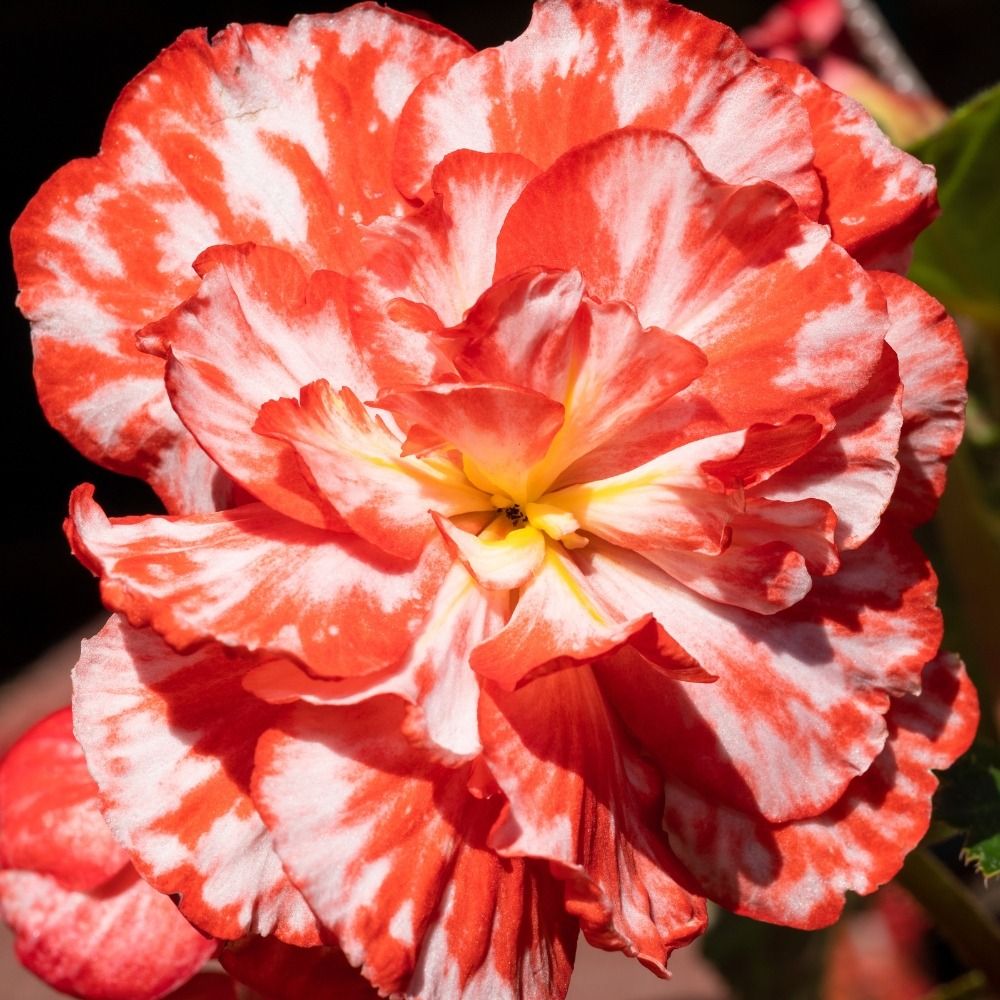 Bégonia Marmorata main product photo