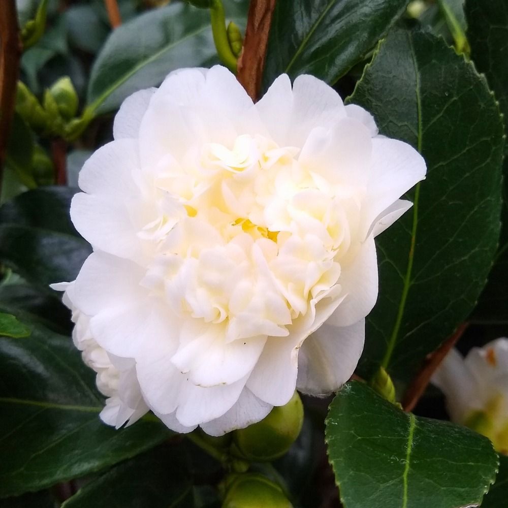 Camélia du Japon blanc, Camellia japonica Nobilissima main product photo
