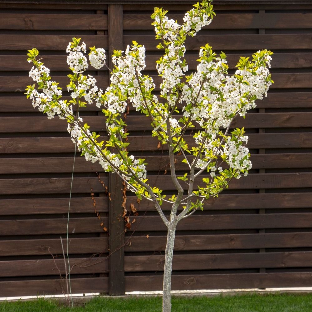 Cerisier nain GARDEN BING ® main product photo