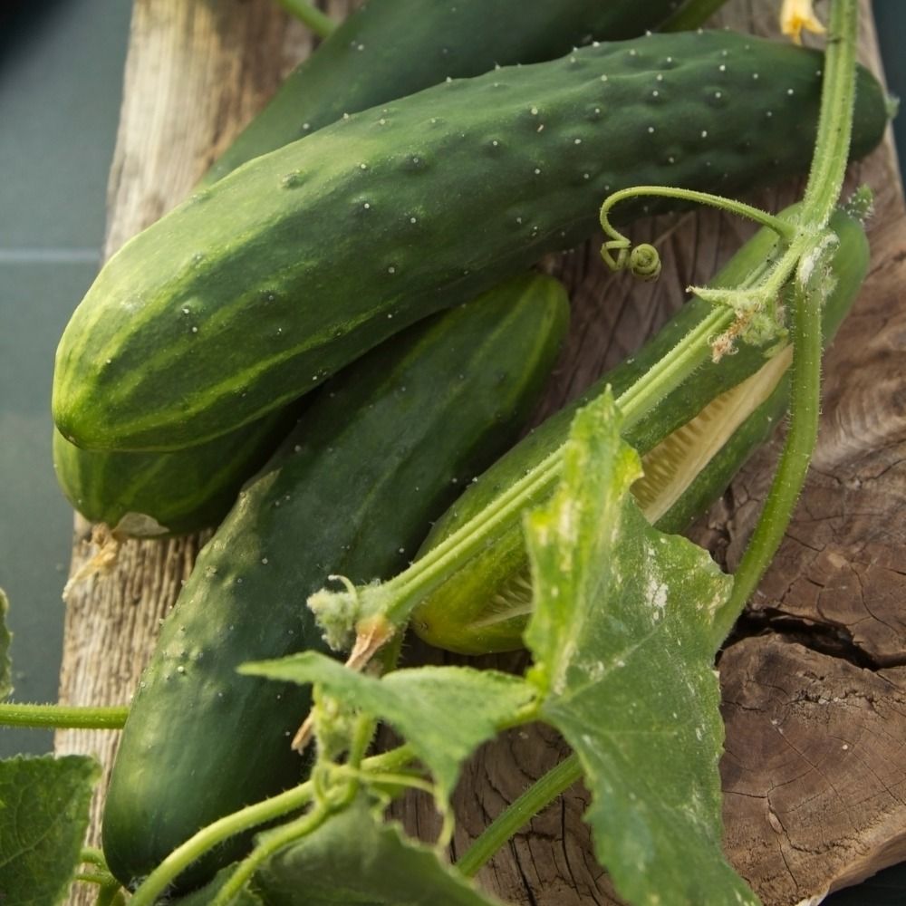 Concombre Snack Picolino hybride F1 BIO main product photo